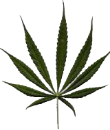 list marihuany