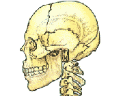 Klikni pro cel� obr�zek